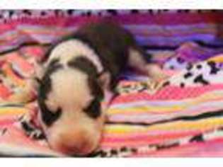 Siberian Husky Puppy for sale in Cedar Park, TX, USA