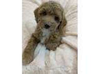 Mutt Puppy for sale in Patchogue, NY, USA