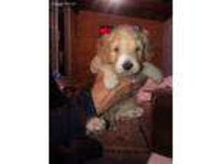 Goldendoodle Puppy for sale in Westport, SD, USA