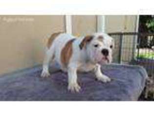 Bulldog Puppy for sale in Hayward, CA, USA