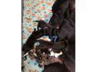 Great Dane Puppy for sale in Memphis, TN, USA