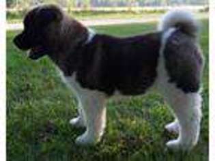 Akita Puppy for sale in Laclede, MO, USA
