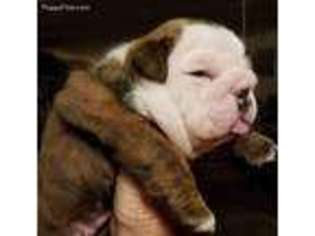Bulldog Puppy for sale in Alderson, OK, USA