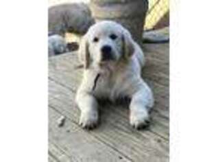 Golden Retriever Puppy for sale in Summit, MS, USA