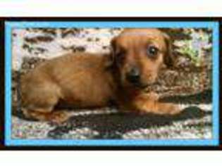 Dachshund Puppy for sale in Monterey, CA, USA