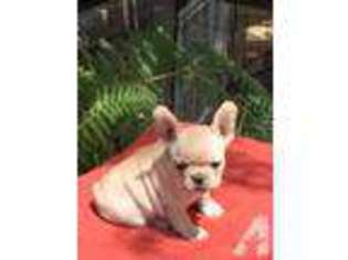 French Bulldog Puppy for sale in LIVERMORE, CA, USA
