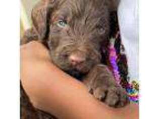 Goldendoodle Puppy for sale in Morrow, GA, USA