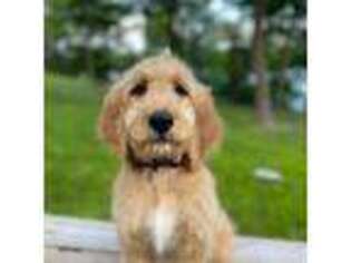 Goldendoodle Puppy for sale in Detroit Lakes, MN, USA