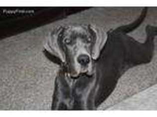 Great Dane Puppy for sale in Taylorsville, KY, USA