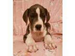 Great Dane Puppy for sale in Buckingham, VA, USA