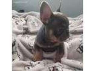 French Bulldog Puppy for sale in Palm Springs, CA, USA