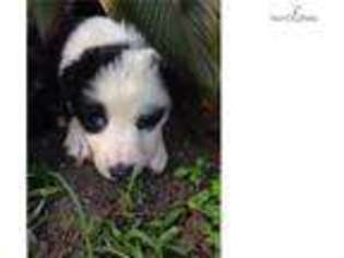 Border Collie Puppy for sale in Biloxi, MS, USA