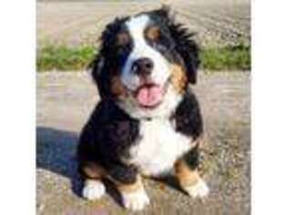 Bernese Mountain Dog Puppy for sale in Spartanburg, SC, USA