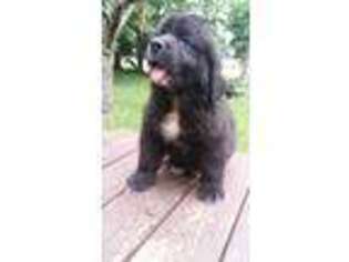 Medium Photo #1 Newfoundland Puppy For Sale in Grand Rapids, OH, USA