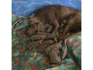 Labrador Retriever Puppy for sale in Gilbert, SC, USA