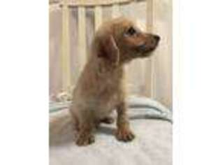 Labradoodle Puppy for sale in Canton, TX, USA