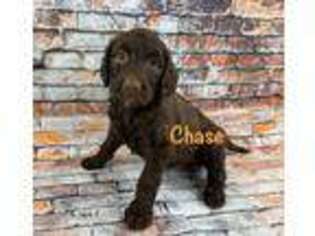 Labradoodle Puppy for sale in Shell Knob, MO, USA