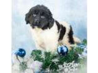 Newfoundland Puppy for sale in Canton, OH, USA
