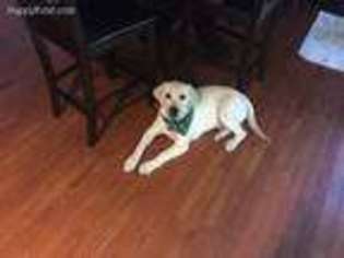 Labrador Retriever Puppy for sale in Southington, CT, USA