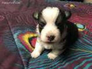Pembroke Welsh Corgi Puppy for sale in Oakes, ND, USA