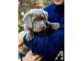 Labrador Retriever Puppy for sale in GASTON, OR, USA