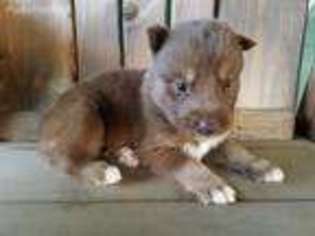 Siberian Husky Puppy for sale in Mira Loma, CA, USA