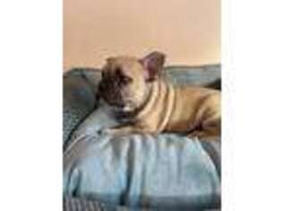 French Bulldog Puppy for sale in Las Cruces, NM, USA