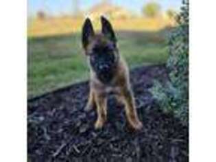 Belgian Malinois Puppy for sale in Caddo Mills, TX, USA