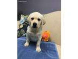 Labrador Retriever Puppy for sale in Radford, VA, USA