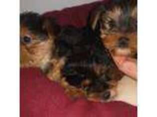 Yorkshire Terrier Puppy for sale in Waterford, CT, USA