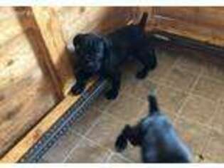 Cane Corso Puppy for sale in Broken Arrow, OK, USA