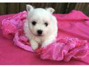 Maltipom Puppy for sale in Fort Valley, GA, USA