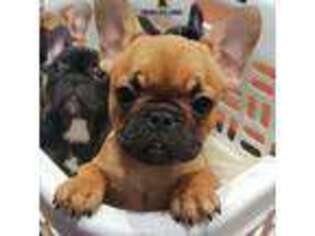 French Bulldog Puppy for sale in Monroe, LA, USA