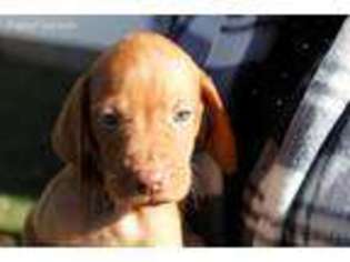 Vizsla Puppy for sale in Atchison, KS, USA
