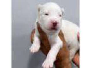 Siberian Husky Puppy for sale in Butler, NJ, USA