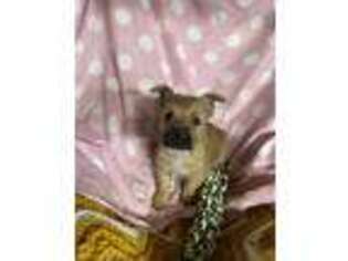 Cairn Terrier Puppy for sale in Marysville, KS, USA