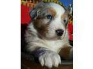 Australian Shepherd Puppy for sale in Bennett, CO, USA