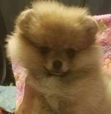 Pomeranian Puppy for sale in Woodridge, IL, USA