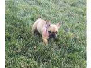 French Bulldog Puppy for sale in Yucaipa, CA, USA