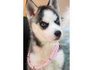 Siberian Husky Puppy for sale in Oak Park, IL, USA