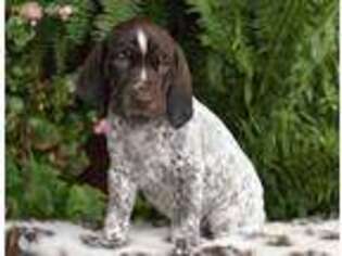 German Shorthaired Pointer Puppy for sale in Lula, GA, USA