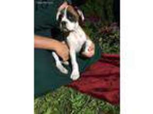 Boxer Puppy for sale in Saint Ignatius, MT, USA
