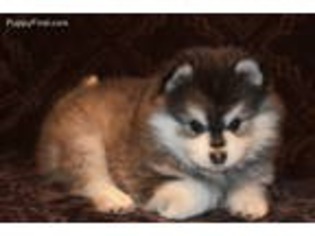 Alaskan Klee Kai Puppy for sale in Aumsville, OR, USA