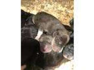 Great Dane Puppy for sale in Seymour, MO, USA