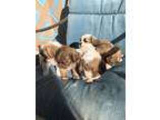 Chihuahua Puppy for sale in Lindenhurst, NY, USA