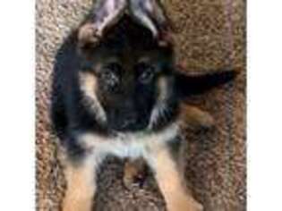 German Shepherd Dog Puppy for sale in Montello, WI, USA