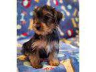 Yorkshire Terrier Puppy for sale in Seymour, MO, USA