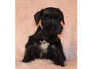 Mutt Puppy for sale in Clara City, MN, USA
