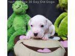 Dogo Argentino Puppy for sale in Joplin, MO, USA