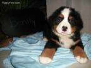 Bernese Mountain Dog Puppy for sale in Baltic, OH, USA